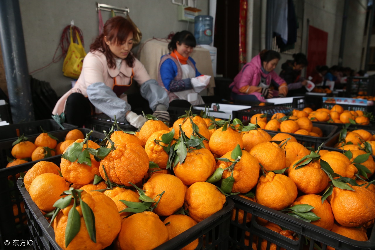 近几年来一种叫丑八怪的水果,5种很丑很奇怪的水果