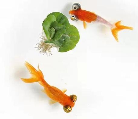 名媛金鱼百科全书~