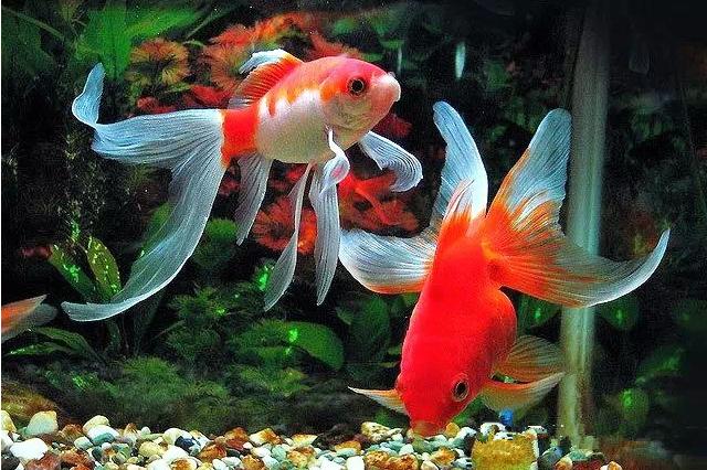 名媛金鱼百科全书~