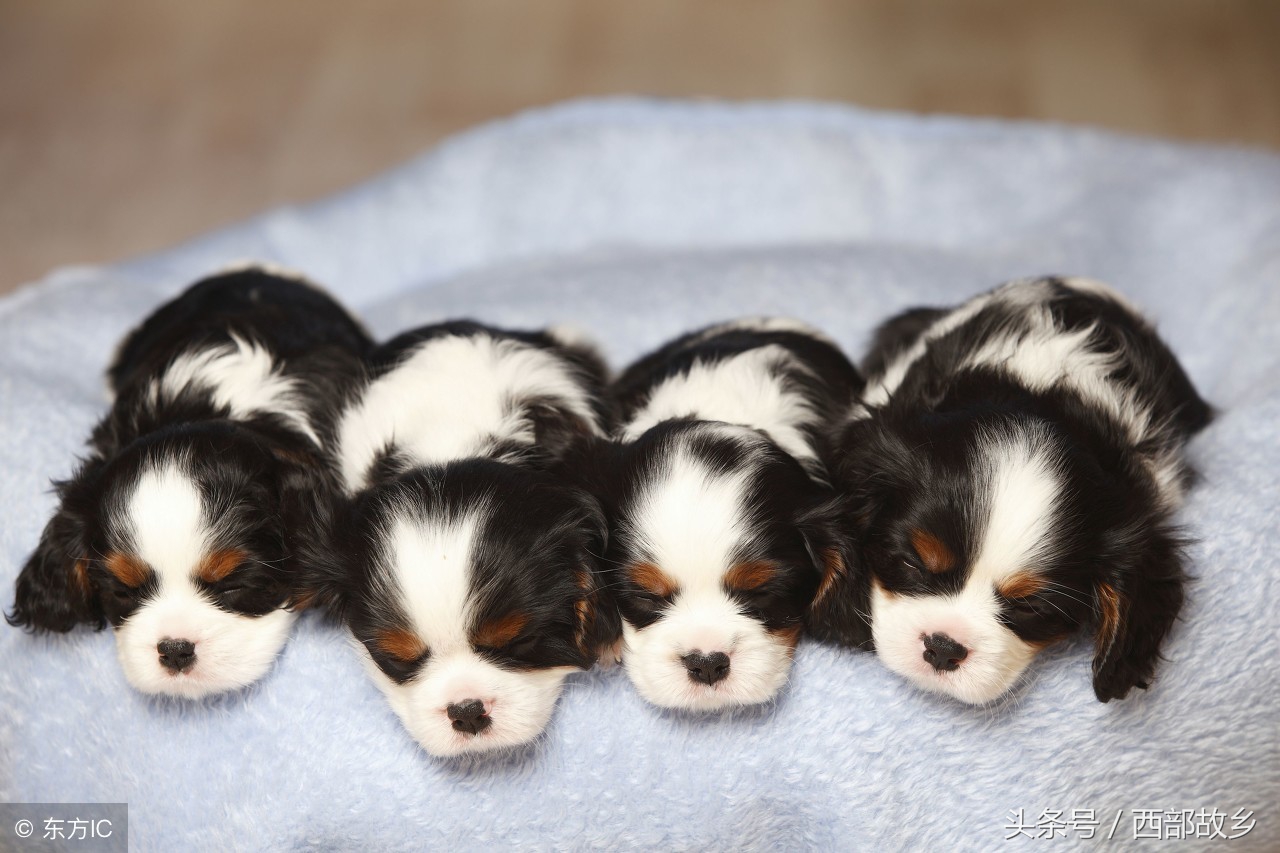 请珍惜属狗的人,属狗人的一生忠告