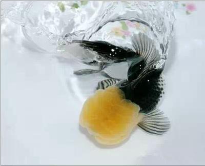 名媛金鱼百科全书~