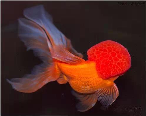 名媛金鱼百科全书~