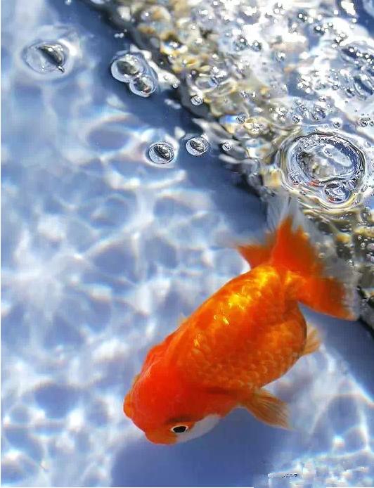 名媛金鱼百科全书~