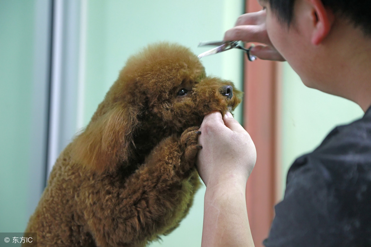 家庭养宠物犬的注意事项,家里养宠物注意知识大全视频