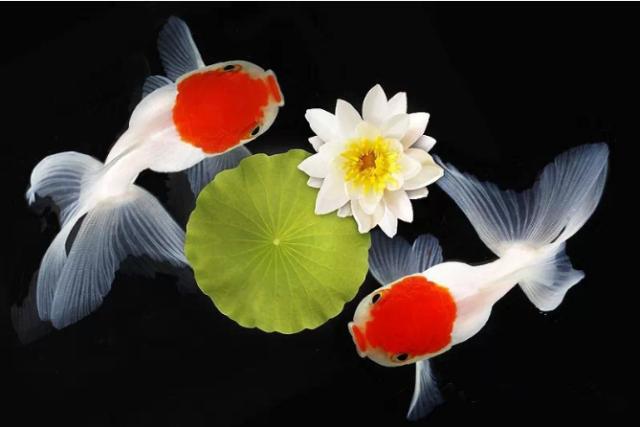 名媛金鱼百科全书~