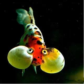 名媛金鱼百科全书~