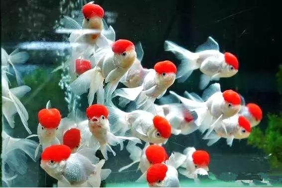 名媛金鱼百科全书~