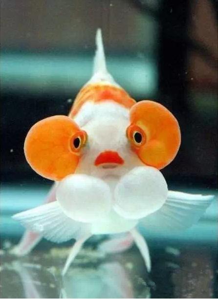 名媛金鱼百科全书~