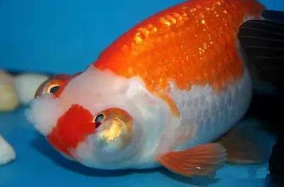 名媛金鱼百科全书~