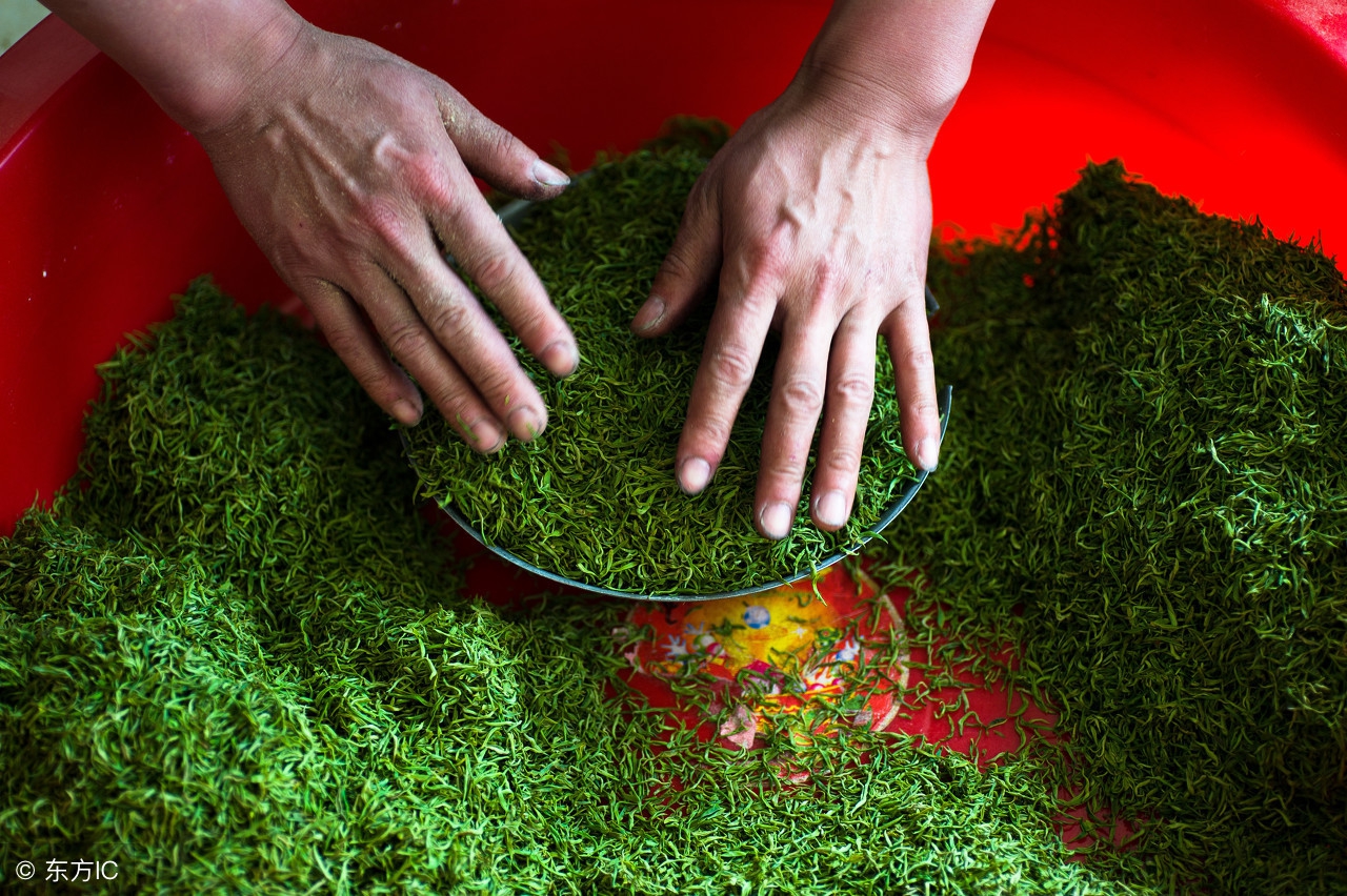 中国十大名茶最新排名,安徽名茶中被列为中国十大名茶