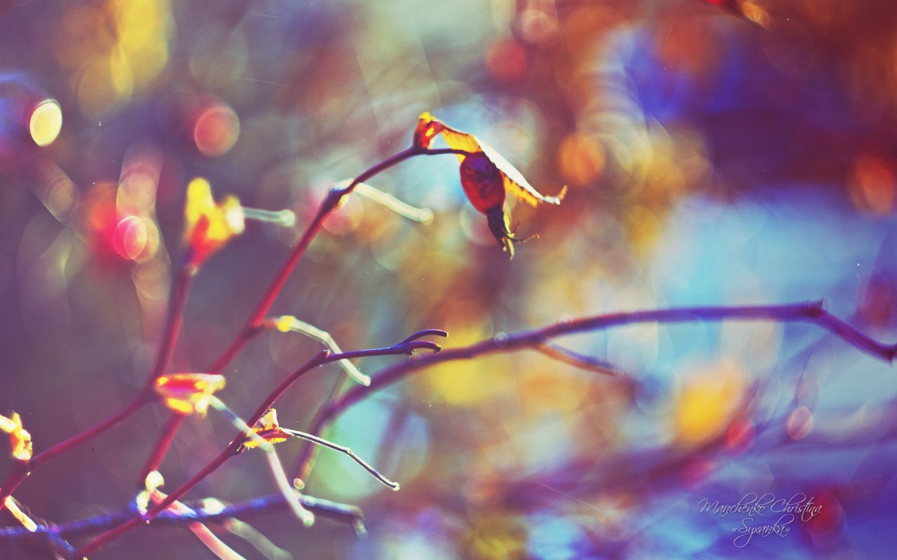 乐极生悲否极泰来哲学道理,乐极生悲物极必反福满生祸