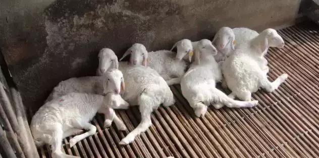 导致母羊流产的原因有哪些这些方法可以避免