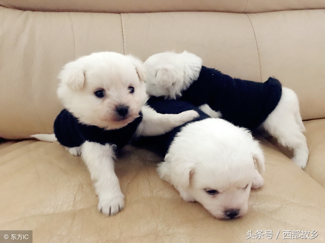 请珍惜属狗的人,属狗人的一生忠告