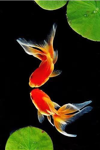 名媛金鱼百科全书~