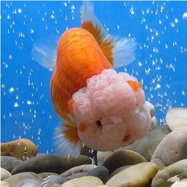 名媛金鱼百科全书~