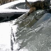 求生的意志力,冰淇淋求生秘籍