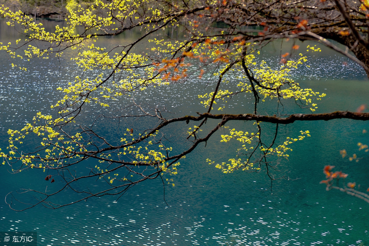 情人节十大最美现代情诗,情人节最美的诗句经典语录