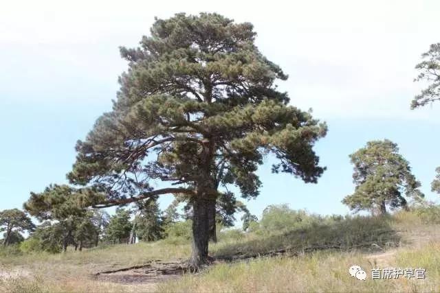 蚂蚁森林未来前景,蚂蚁森林万亿