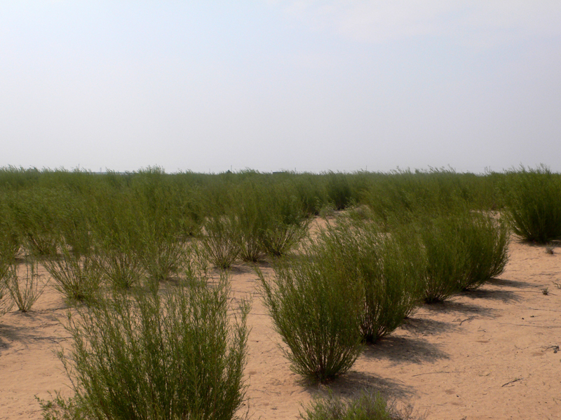 蚂蚁森林未来前景,蚂蚁森林万亿