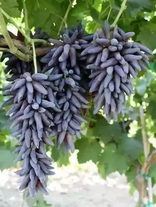 盘点一下那些少见而又奇葩的水果,千奇百怪的水果图片