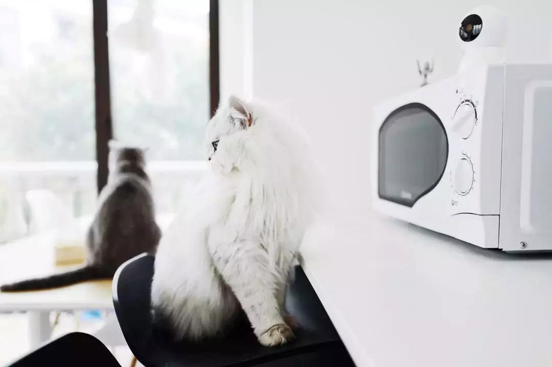 宠物猫自动喂食器推荐,宠物猫智能喂食器和智能喂水器