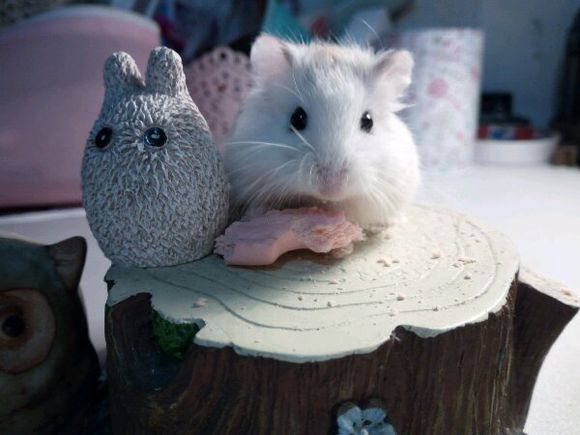 小仓鼠养了3个月后很凶,刚从宠物店带回来的仓鼠