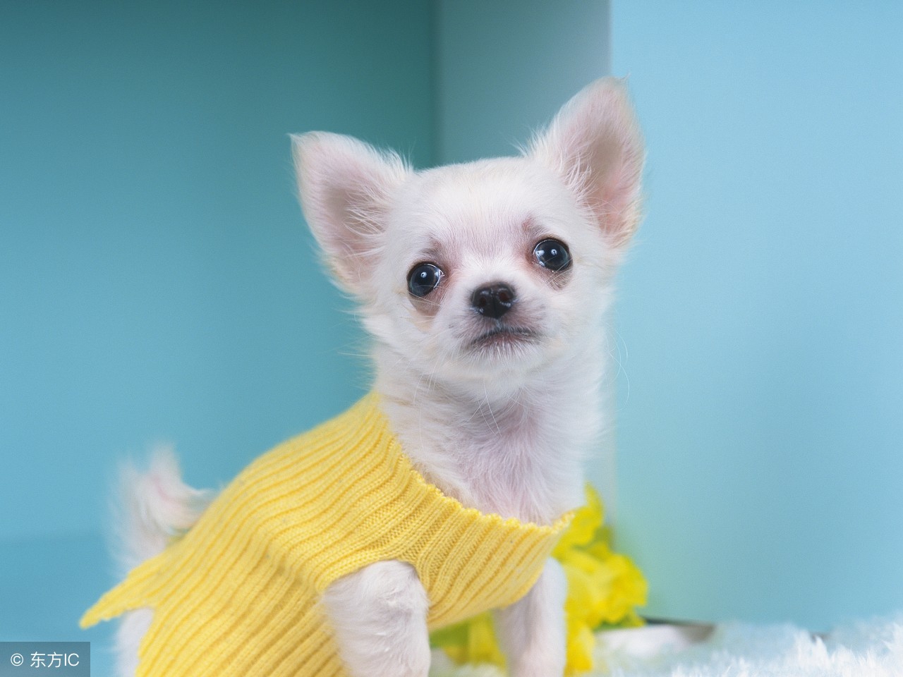 2018年最犯冲的生肖龙狗运程