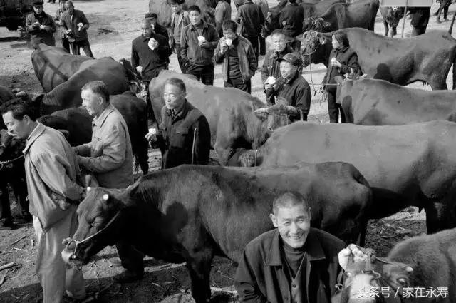 咸阳牛市,永寿常宁牛市