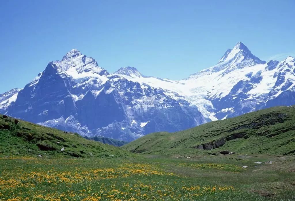 昆仑雪菊，小品类茶叶的逆袭之道！