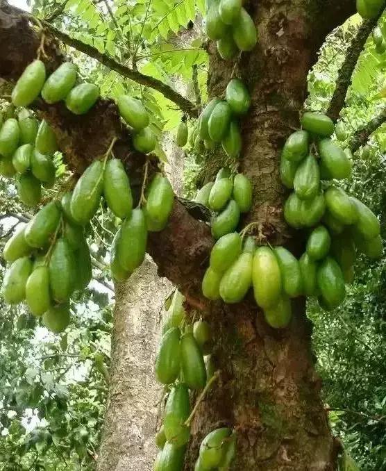 盘点一下那些少见而又奇葩的水果,千奇百怪的水果图片