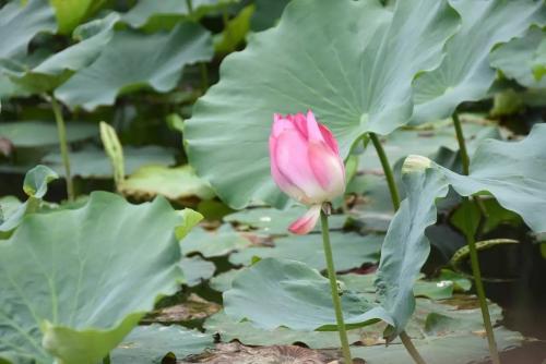 高考必背诗词重点句子,高考必考的诗句有哪些