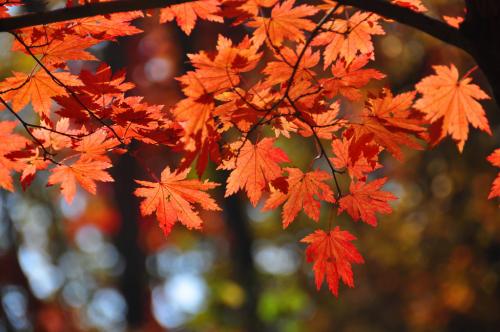 高考必背诗词重点句子,高考必考的诗句有哪些