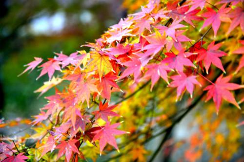 高考必背诗词重点句子,高考必考的诗句有哪些