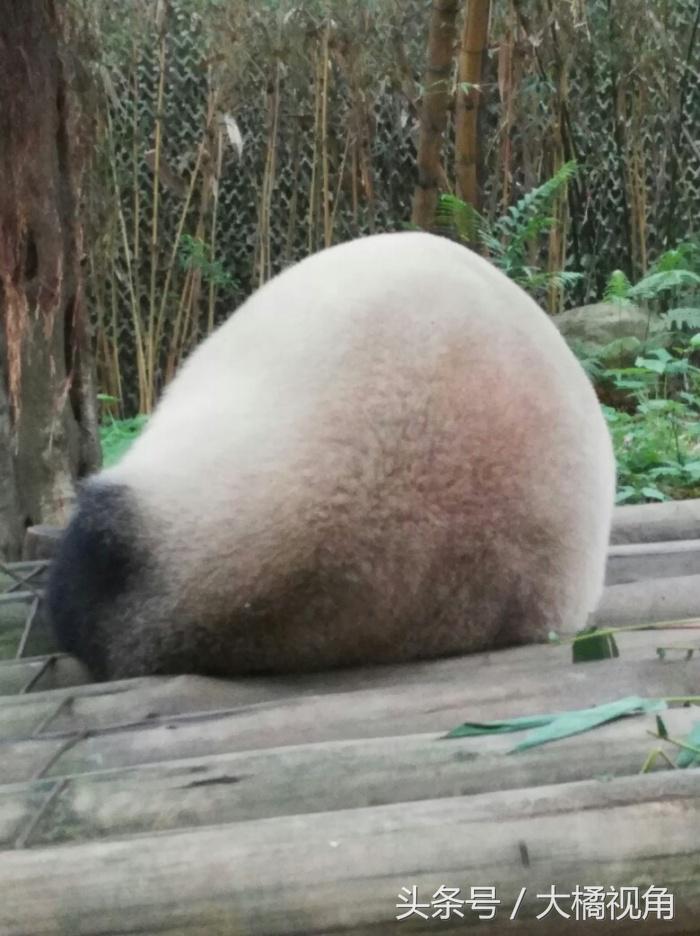 长隆野生动物园含水上乐园,长隆野生动物园大马戏飞鸟乐园