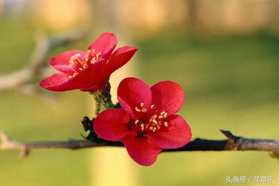 2018十二生肖流年运势详解,2018年十二生肖运势完整版