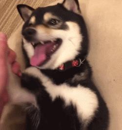 狗年就要到啦,超萌柴犬祝大家每天笑容满面无忧无虑!