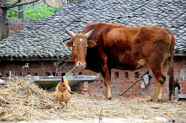 十二生肖之牛识字,生肖之谜之牛篇