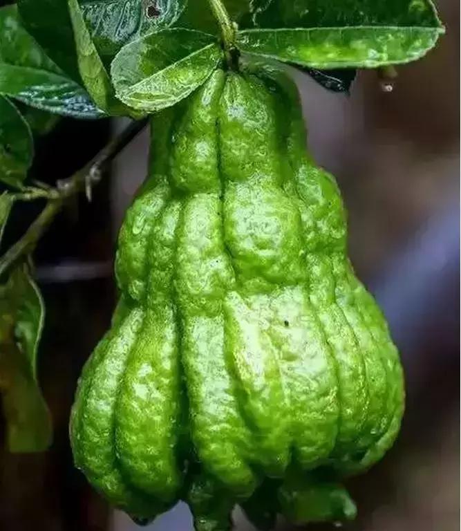 盘点一下那些少见而又奇葩的水果,千奇百怪的水果图片