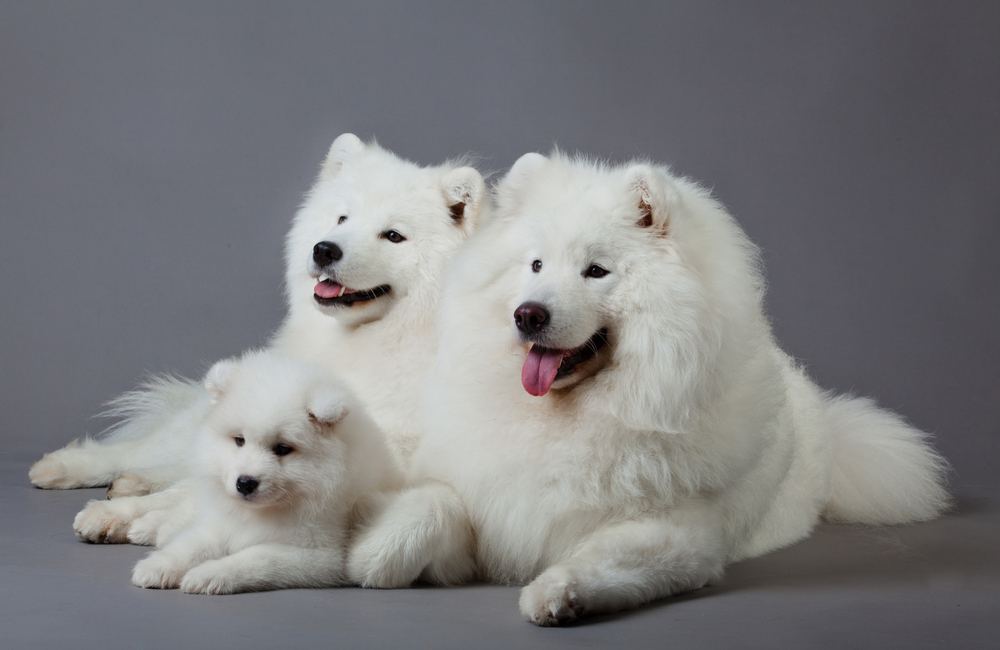 狗的前世和汪星人,属狗人的前世今生