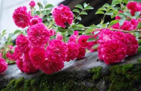 高考必背诗词重点句子,高考必考的诗句有哪些