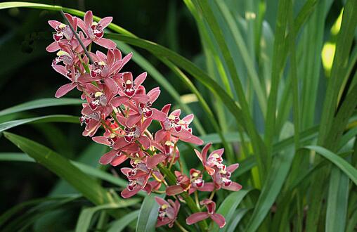 兰花哪个品种好养而且开花时间长,最好养的四季开花兰花排名