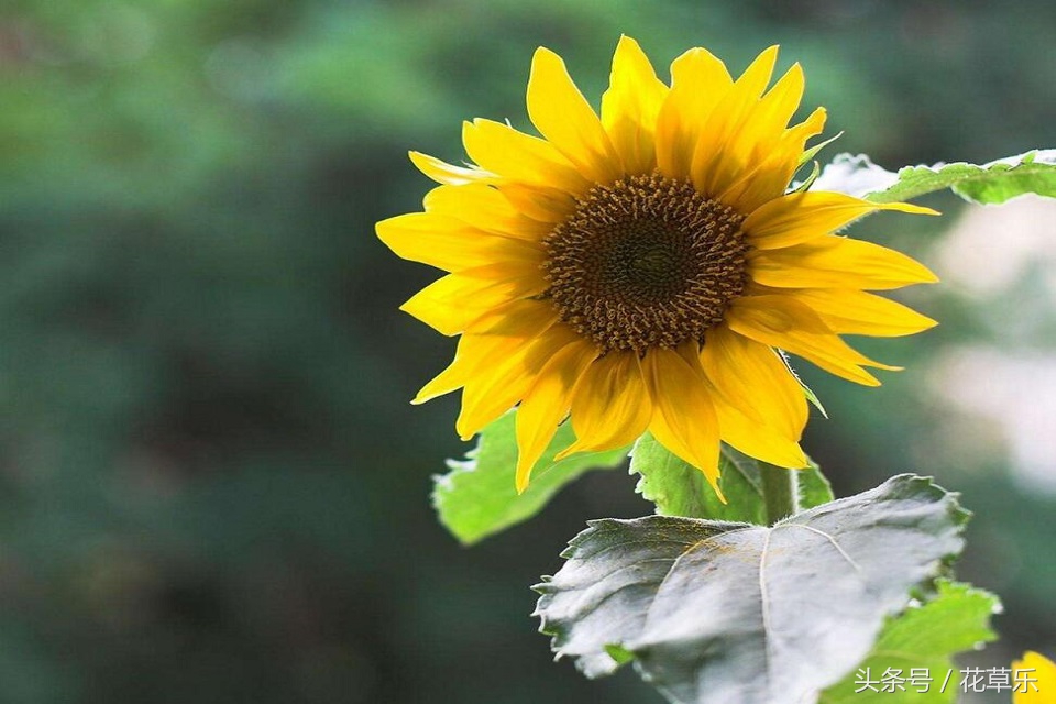 2018十二生肖流年运势详解,2018年十二生肖运势完整版