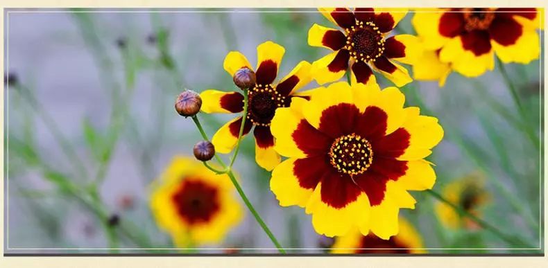 昆仑雪菊，小品类茶叶的逆袭之道！