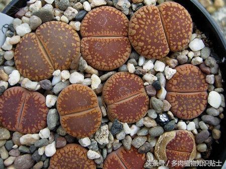 生石花多肉的品种,多肉植物生石花品种大全