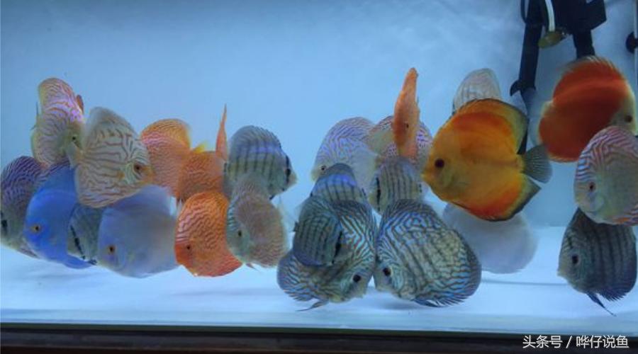 新年养什么观赏鱼好,过年必养的三大小型观赏鱼