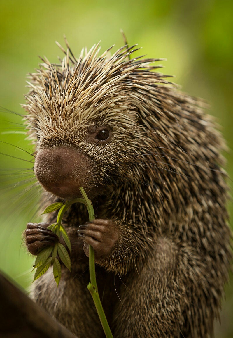 平头哥无所畏惧的原因究竟是什么,世界最不怕死的平头哥