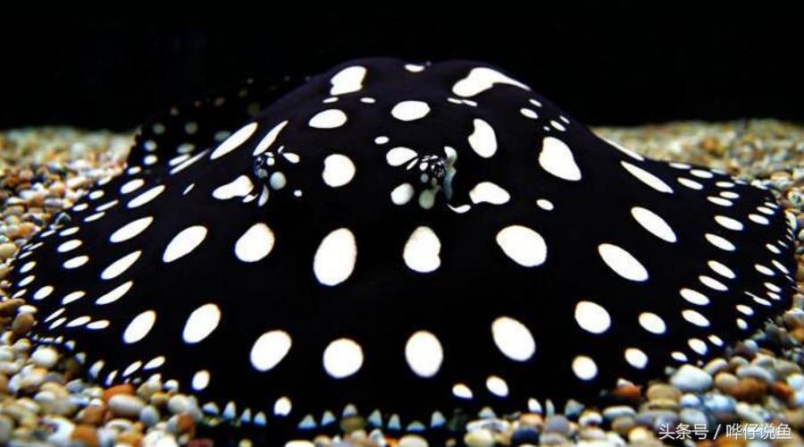 新年养什么观赏鱼好,过年必养的三大小型观赏鱼