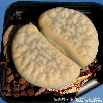 生石花多肉的品种,多肉植物生石花品种大全