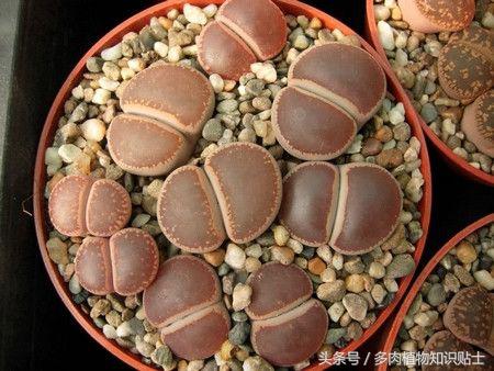 生石花多肉的品种,多肉植物生石花品种大全