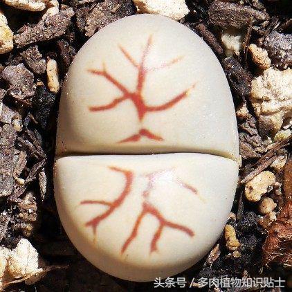 生石花多肉的品种,多肉植物生石花品种大全